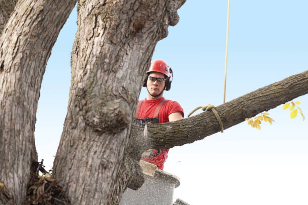 Trusted Arthur, IL Tree Services Experts